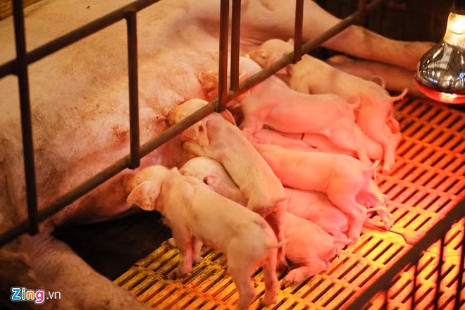 Lợn được chăm sóc trong không gian thoáng mát vào mùa hè, sưởi ấm bằng đèn điện vào mùa đông.