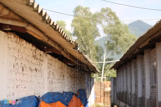 Ngày nóng, hệ thống làm mát bằng nước sẽ phun nước lên mái nhà nuôi lợn. Bên trong trại lợn 'ba không' ở Hà Nội.