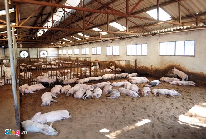 Trang trại lợn này nằm ngay trong khu dân cư rộng gần 2 ha với 1.000 con. Bên trong không hề có mùi hôi thối, không bẩn và không có nước thải. Một công nhân tại đây khẳng định: "Các chuồng lợn tiêu chuẩn như 5 sao. Đố ai ngửi thấy mùi phân lợn".