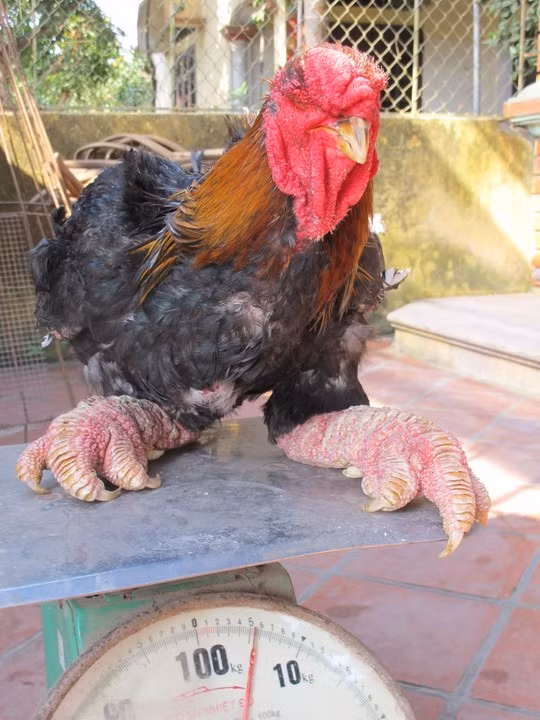 Một chú gà trống Đông Tảo trưởng thành nặng gần 6 kg, thậm chí còn có thể nặng hơn 7 kg.