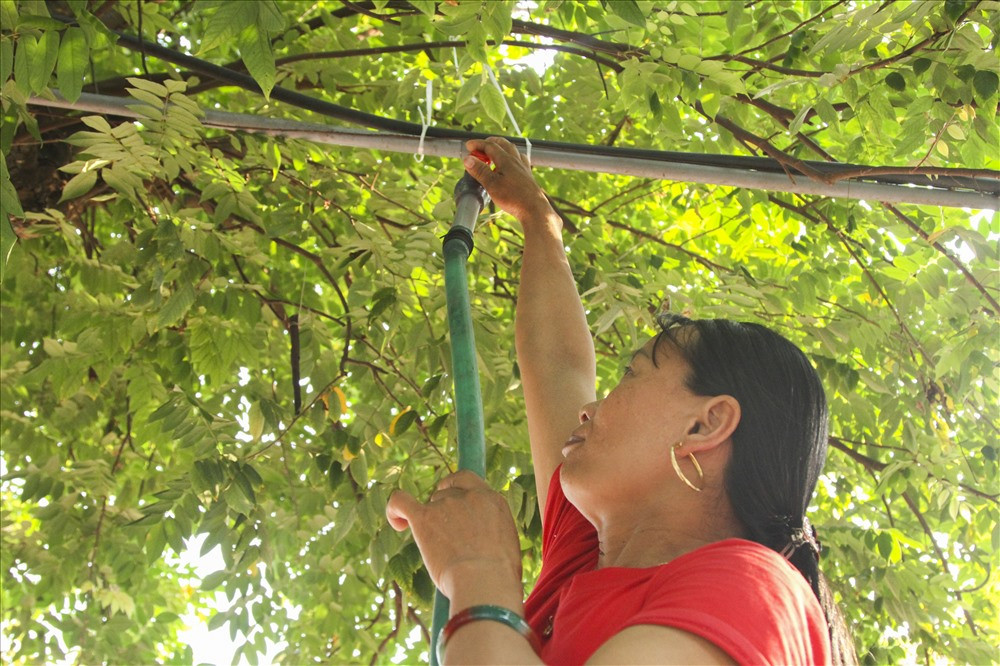 Nhà chị Dương Thị Cúc cũng nuôi 4 con ngựa bạch ở thời điểm hiện tại, trung bình mỗi năm gia đình chị thu lãi 200-300 triệu đồng. 