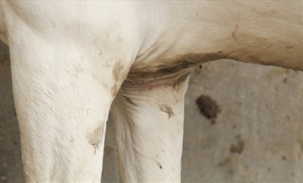 Phần bẹn và bộ phận sinh dục cũng có màu hồng. 