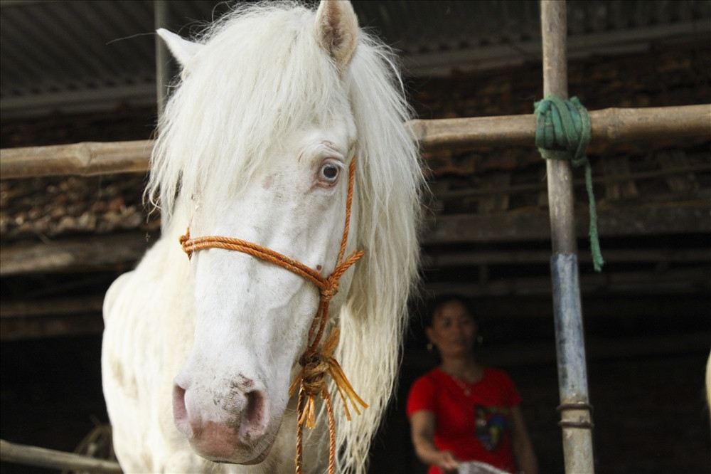 Một con ngựa bạch có thể chế biến thành nhiều sản phẩm mang lại giá trị kinh tế cao: Giá thịt ngựa 230.000 đồng/kg, giá giò ngựa 280.000 đồng/kg, cao ngựa bạch có giá 1.200.000 đồng/lạng. 