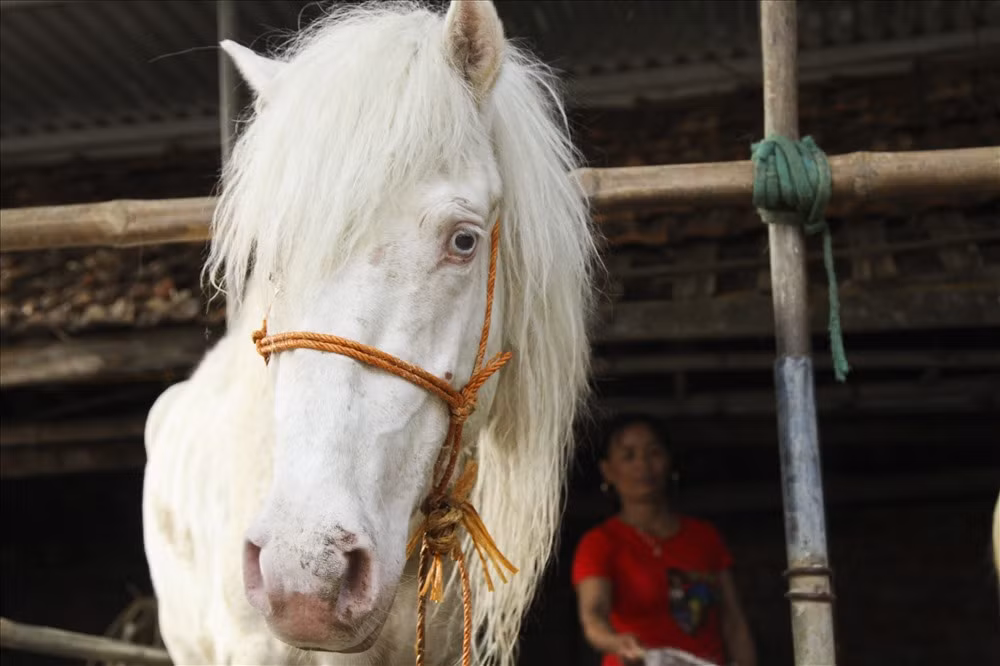 Một con ngựa bạch có thể chế biến thành nhiều sản phẩm mang lại giá trị kinh tế cao: Giá thịt ngựa 230.000 đồng/kg, giá giò ngựa 280.000 đồng/kg, cao ngựa bạch có giá 1.200.000 đồng/lạng. 