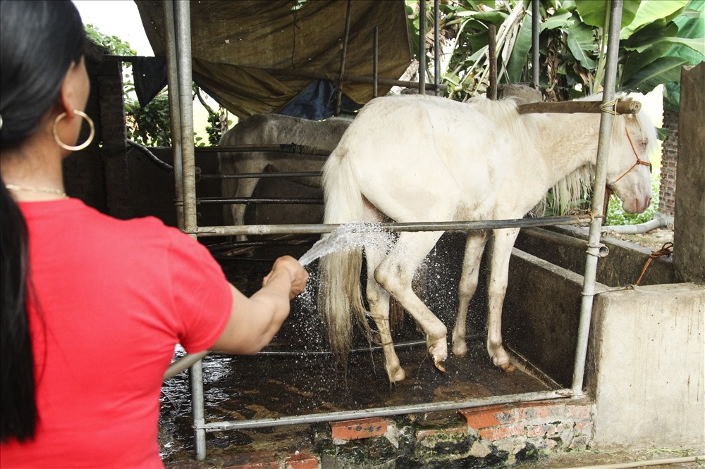 Chuồng ngựa lúc nào cũng phải vệ sinh sạch sẽ để tránh các dịch bệnh. 