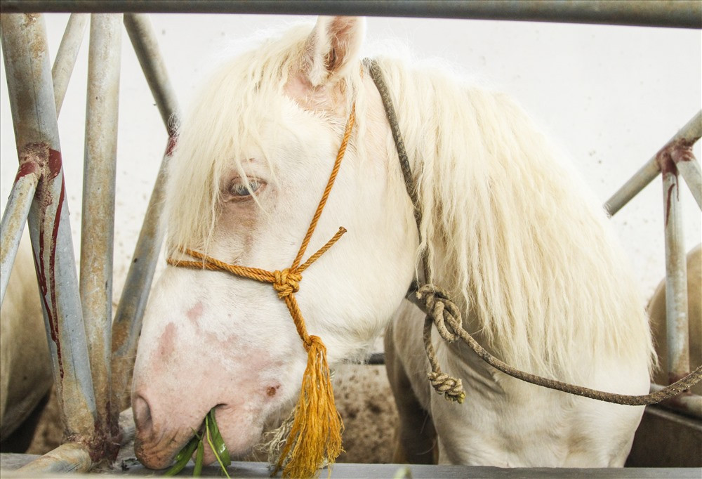 Mõm ngựa bạch có màu hồng, thân hình cân đối, lông mượt và có màu trắng... 