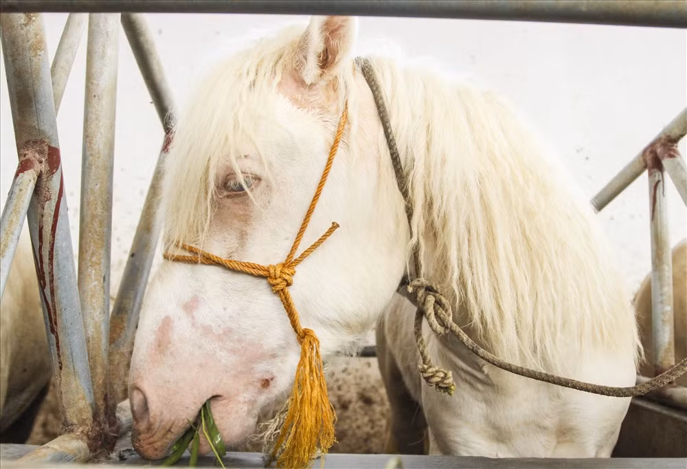 Mõm ngựa bạch có màu hồng, thân hình cân đối, lông mượt và có màu trắng... 