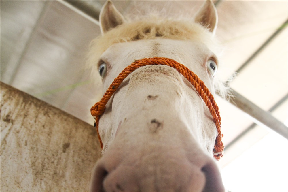 Do không có khu đất rộng để chăn thả ngựa nên người dân Làng Phẩm vẫn chăn nuôi với quy mô nhỏ lẻ và họ cũng mong muốn chính quyền địa phương có những chính sách hỗ trợ bà con để quy mô nuôi ngựa bạch của người dân được nhân giống rộng rãi, đáp ứng được nhu cầu ngày càng cao của thị trường.