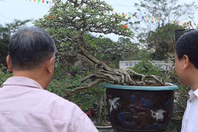 Nghệ nhân Chu Mạnh Hùng (Phó BTC) cho biết, khu trưng bày những tác phẩm cây cảnh nghệ thuật tiêu biểu Việt Nam gồm 1.000 tác phẩm, trong đó, nhiều tác phẩm có giá trị như: tác phẩm sanh "Mâm xôi con gà", tác phẩm sanh "Thụ lâm bồng thạch", tác phẩm sanh "Ngọa hổ tàng long, tác phẩm duối "Múa võ"…