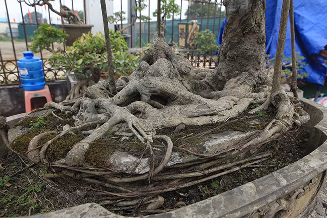 Chủ nhân tác phẩm này cho biết, cây sanh có tuổi đời gần 100 năm và giá trị của cây nằm ở bộ rễ đã gần như hóa thạch.
