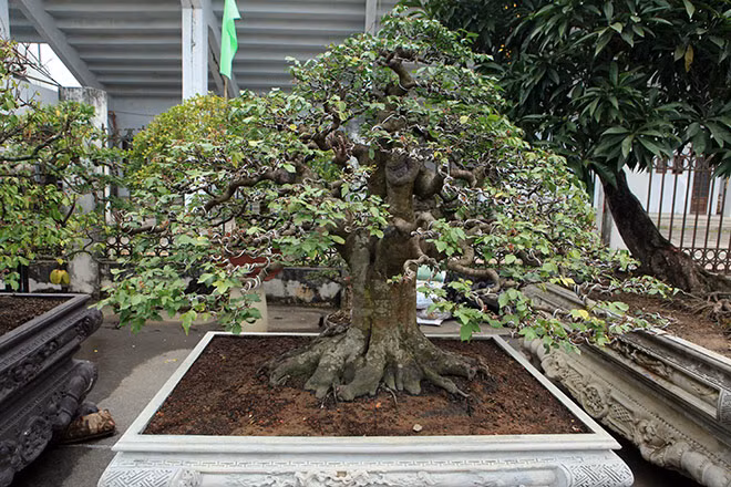 Những tác phẩm rất đặc sắc khiến nhiều người mê mẩn.