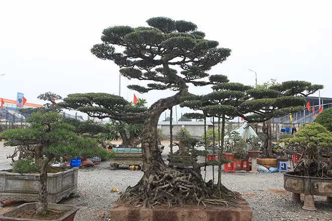 Cây xanh có dáng “độc” có giá trị gần 1 tỷ đồng.