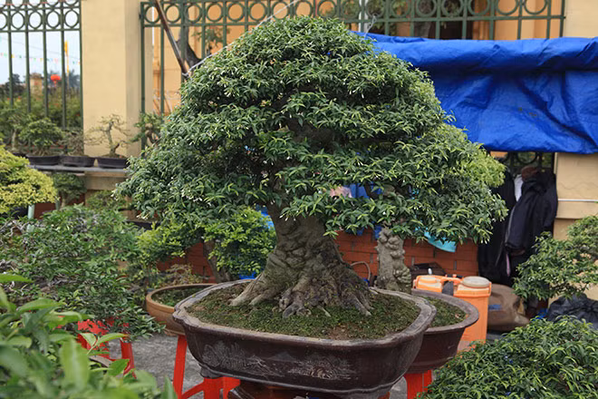 Cây mai chiếu thủy có giá 300 triệu đồng. Theo chủ nhân, sở dĩ cây này có giá trị vì là cây lâu năm và lại có hoa thơm.