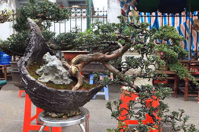 Những cây nhỏ có dáng bonsai cũng có giá trị cao.