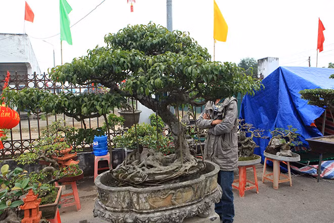 Tác phẩm cây sanh “Dáng lão” có giá 300 triệu đồng được chuyển về từ Ninh Bình.
