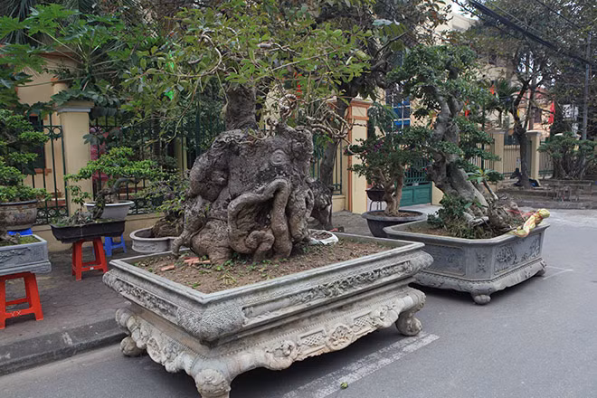 Hàng trăm cây cảnh với hình thù kì quái và độ “khủng” về kích thước đang được chuyển về sân vận động huyện Phúc Thọ (Hà Nội) chuẩn bị cho Triển lãm Sinh vật cảnh huyện Phúc Thọ lần II (diễn ra từ ngày 06-19/12/2017). Theo BTC, triển lãm lần này là nơi hội tụ những tác phẩm sinh vật cảnh tiêu biểu Việt Nam.