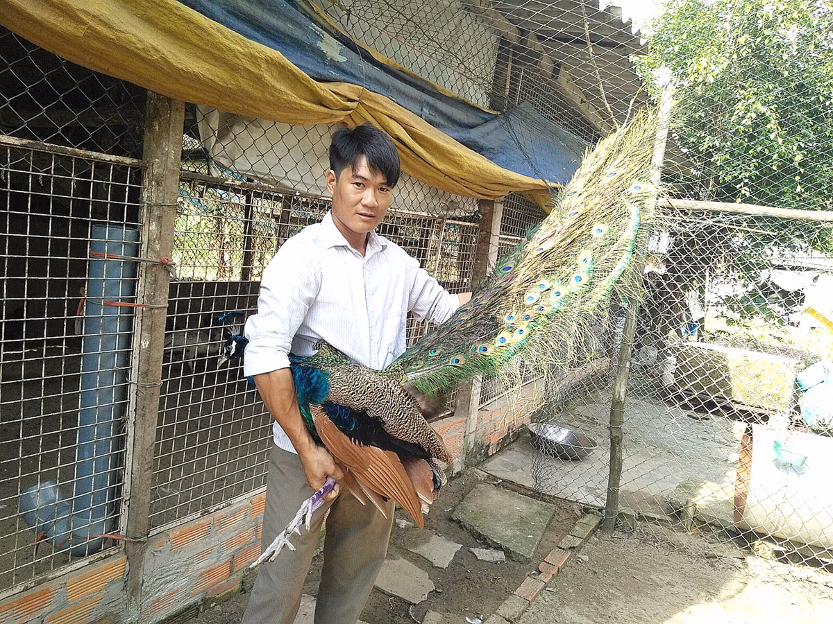 Anh Trần Văn Toản giới thiệu một con chim công dáng đẹp, bộ lông cũng sặc sỡ.