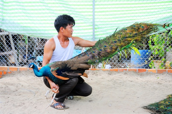 Anh Toản cho biết, mỗi cặp chim công sinh sản có giá bán hơn 20 triệu đồng.