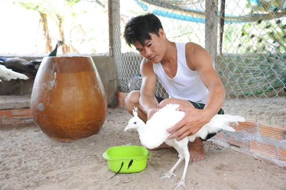 Anh Trần Văn Toản đang nuôi giống chim công trắng.