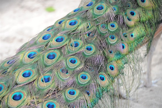 Lông đuôi của những con chim công trưởng thành có thể khai thác để bán với giá 20.000 đồng mỗi cọng.