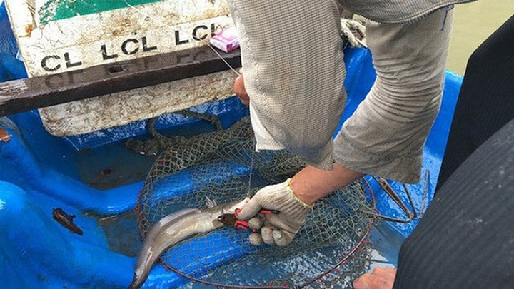 Ở hai bên mang của cá ngát có hai ngạnh cứng và nhọn. Nọc độc của cá ngát rất độc và tập trung nhiều ở những đầu ngạnh này. Do vậy, ngay sau khi câu được cá, phải dùng kìm khéo léo đưa vào để bẻ các ngạnh cá.