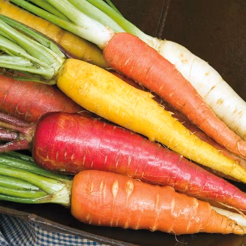 5 loai rau cu sac so nen trong trong nha dau xuan-Hinh-2