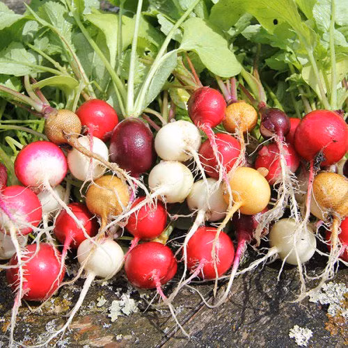 5 loai rau cu sac so nen trong trong nha dau xuan-Hinh-13