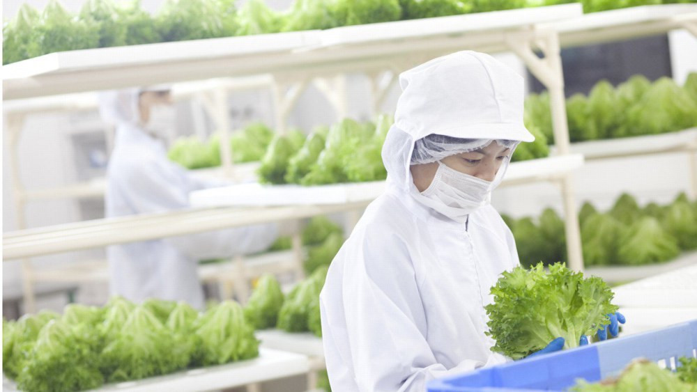 Trang trai rau diep xanh muot 