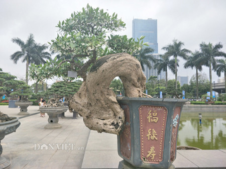 Mới đưa về dự triển lãm ở Hà Nội song anh Việt rất kỳ vọng các cây cảnh của anh sẽ được bạn bè, khách thăm quan và biết đến cây cảnh của anh nhiều hơn.