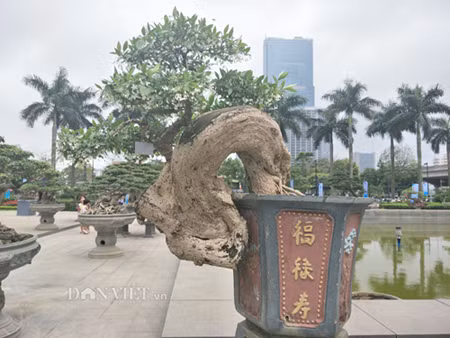 Mới đưa về dự triển lãm ở Hà Nội song anh Việt rất kỳ vọng các cây cảnh của anh sẽ được bạn bè, khách thăm quan và biết đến cây cảnh của anh nhiều hơn.