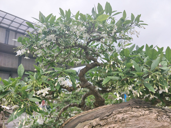 Cây mai chiếu thủy của anh Việt đang vào thời kỳ cho hoa rực rỡ. "Để cây có hoa nhiều và đều, đẹp, tôi đã phải chăm bón, tỉa tán rất cẩn thận và kỳ công", anh Việt tiết lộ.