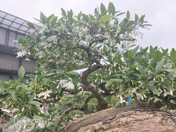 Cây mai chiếu thủy của anh Việt đang vào thời kỳ cho hoa rực rỡ. "Để cây có hoa nhiều và đều, đẹp, tôi đã phải chăm bón, tỉa tán rất cẩn thận và kỳ công", anh Việt tiết lộ.