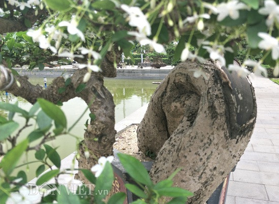 Gốc và thân cây uốn lượn khá kỳ quái. "Nếu ai biết về dáng cây cảnh thì có thể nhìn ra cây của tôi có dáng huyền, một dáng cây khá phổ biến trong tạo hình cây cảnh ở Việt Nam", anh Việt chia sẻ.