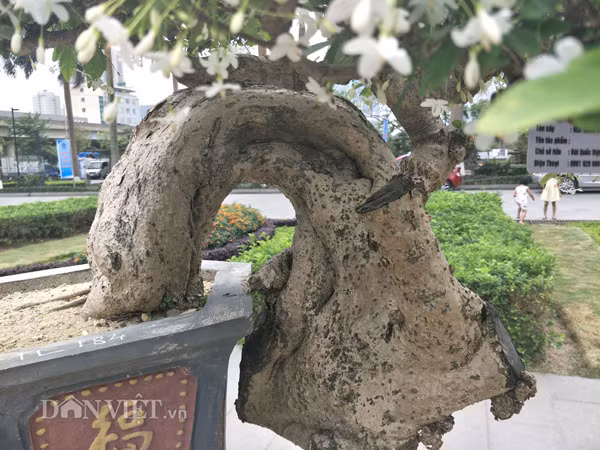 Gốc cây mai chiếu thủy của anh Việt khá lớn và cổ thụ.