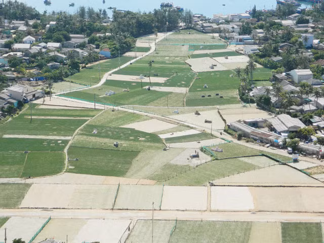 Một góc cánh đồng để trồng tỏi ở thôn Đông, huyện đảo Lý Sơn.