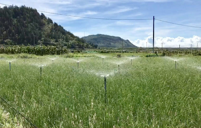 Một ruộng tỏi chuẩn bị thu hoạch.