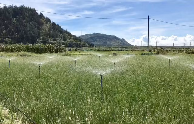 Một ruộng tỏi chuẩn bị thu hoạch.