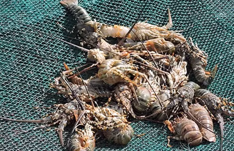 Tom hum Ly Son sieu dat bat ngo chet hang loat-Hinh-2