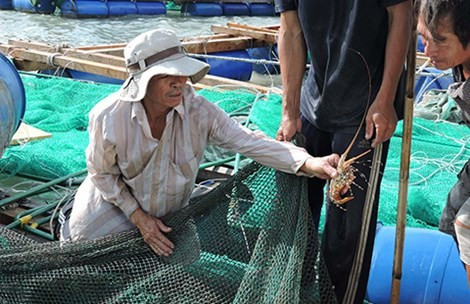 Tom hum Ly Son sieu dat bat ngo chet hang loat