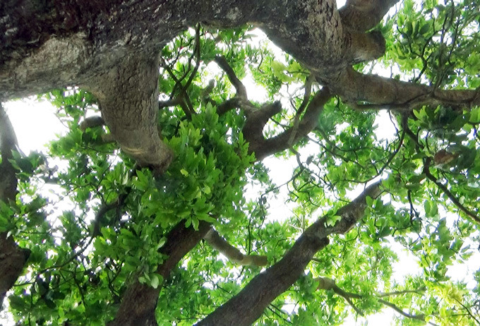 Tán cây xoài rộng tỏa bóng mát rộng đến 300m2.