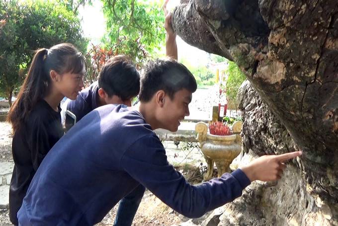 Nhiều khách tham quan khá thích thú khi thấy cây xoài cổ thụ này.