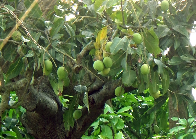 Cây xoài cổ vẫn ra trái đều đặn dù đã hơn 300 tuổi.