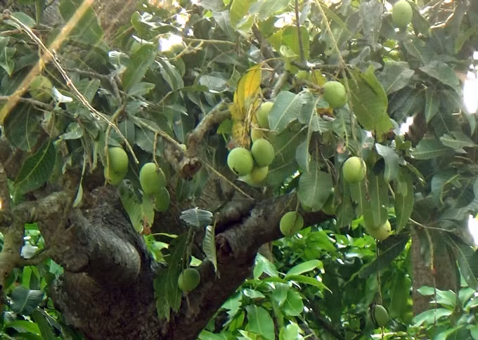 Cây xoài cổ vẫn ra trái đều đặn dù đã hơn 300 tuổi.