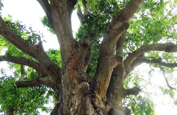 "Cụ" xoài cổ hơn 300 tuổi vẫn xanh tốt.