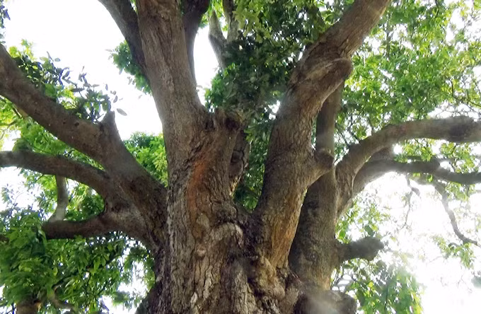 "Cụ" xoài cổ hơn 300 tuổi vẫn xanh tốt.