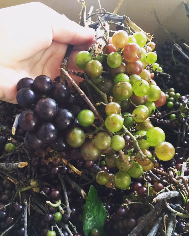 Nho rung Tay Bac dat nhu nho My: Dan Ha thanh tranh mua-Hinh-2