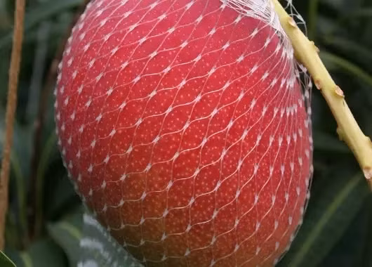 Can canh "sieu xoai" dat nhu kim cuong-Hinh-4