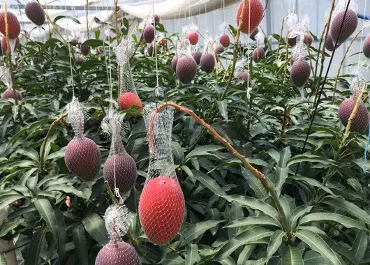 Can canh "sieu xoai" dat nhu kim cuong-Hinh-3