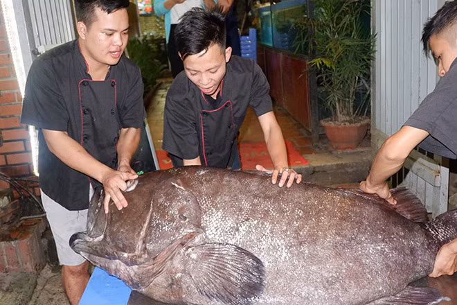 Can canh “thuy quai” hon 1 ta vua "cuoi" may bay ve Ha Noi-Hinh-2