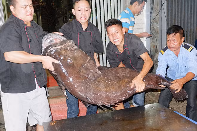 Can canh “thuy quai” hon 1 ta vua "cuoi" may bay ve Ha Noi-Hinh-4